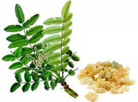 Boswellia serrata